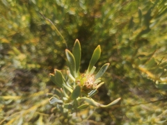 Leucadendron