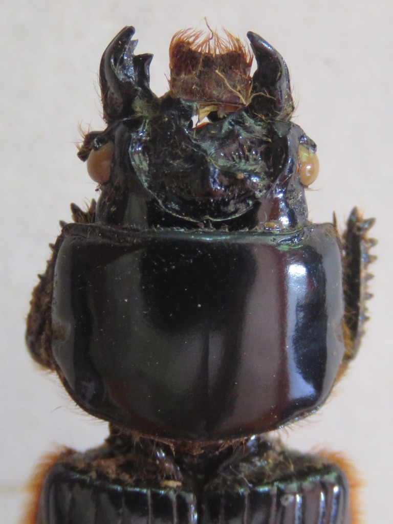 Aceraius sabanus