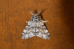 Lymantria kettlewelli