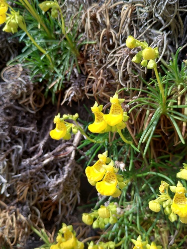 Calceolaria pinifolia, photograph 4