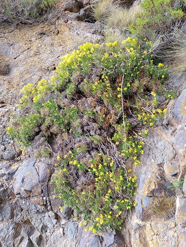 Calceolaria pinifolia, photograph 5
