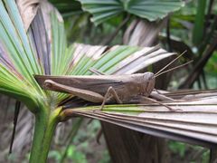 Schistocerca nitens nitens