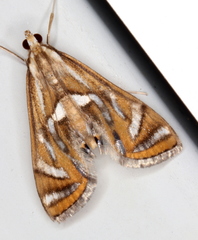 Margarosticha euprepialis