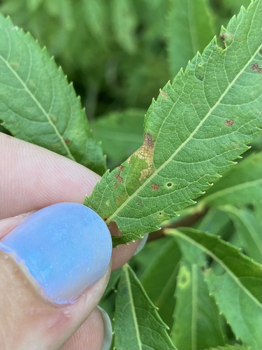 Parornix spiraeifoliella