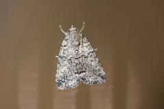 Blenina squamifera