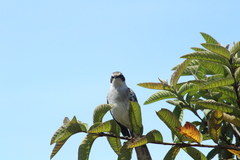 Mimus parvulus parvulus