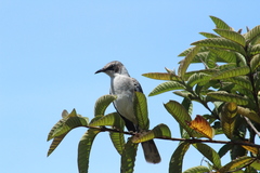 Mimus parvulus parvulus