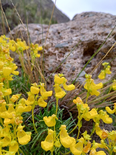 Calceolaria pinifolia, photograph 3