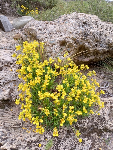 Calceolaria pinifolia, photograph 2