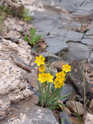 Sisyrinchium macrocarpum, photograph 1