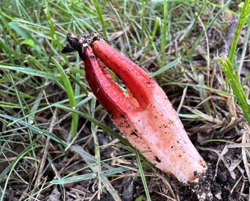 lantern stinkhorn (Lysurus mokusin)
