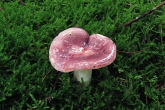 Russula sanguinea