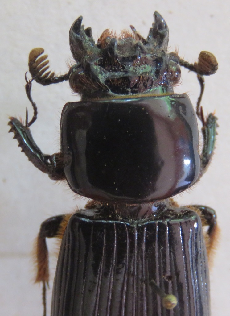 Aceraius wallacei