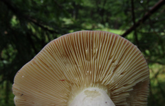 Russula sanguinea