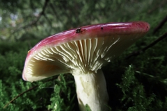 Russula sanguinea
