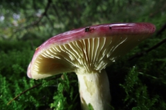 Russula sanguinea