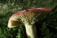 Russula sanguinea