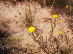 Athanasia pachycephala