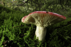 Russula sanguinea