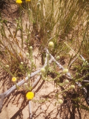 Athanasia pachycephala