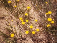Athanasia pachycephala