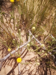 Athanasia pachycephala