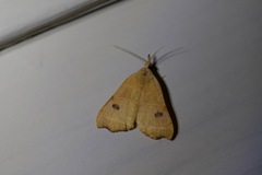 Hondryches phalaeniformis