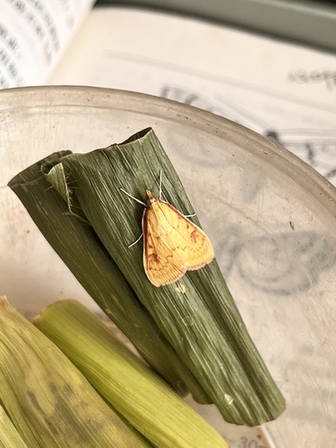 Asian Corn Borer