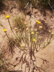 Athanasia pachycephala