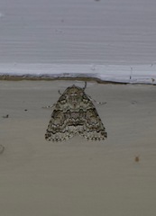 Blenina squamifera