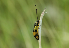 Libelloides macaronius