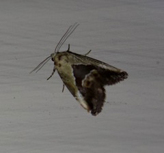 Lithacodia caffristis