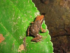 Epipedobates boulengeri
