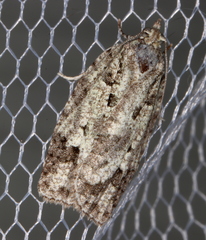 Acropolitis canana