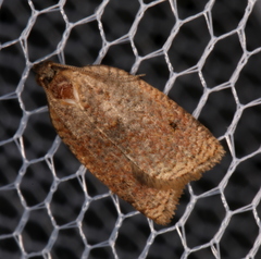 Meritastis