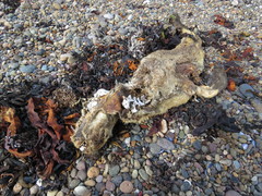 Arctocephalus australis