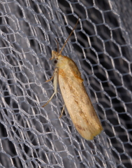 Earias huegeliana