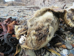 Arctocephalus australis