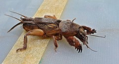 Gryllotalpa