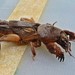 Mole Crickets - Photo (c) marta-be-pe, some rights reserved (CC BY-NC), uploaded by marta-be-pe