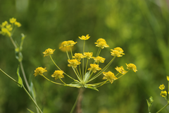 Bupleurum multinerve