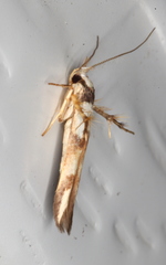 Stathmopoda pantarches