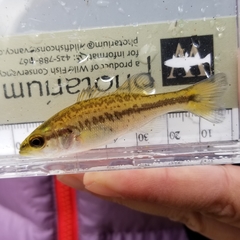 Micropterus salmoides