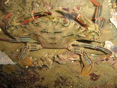 Thalamitinae