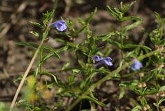 Scutellaria scordifolia