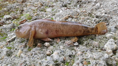 Cottus poecilopus