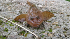 Cottus poecilopus