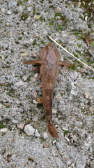 Cottus poecilopus