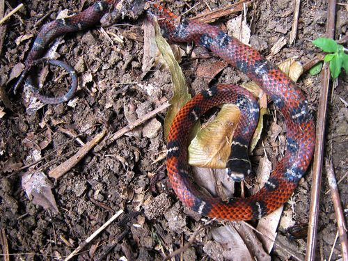 Photo of a Banded Centipede Snake (Tantilla supracincta)