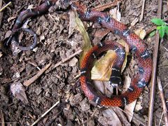 Tantilla supracincta